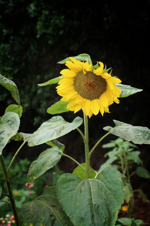 ayçiçeği, Bahçe, bitkiler içeren Ücretsiz stok fotoğraf
