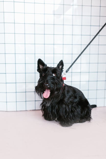 Scottish Terrier dog training guide - Confident, Independent, Spirited Terrier breed from Scotland