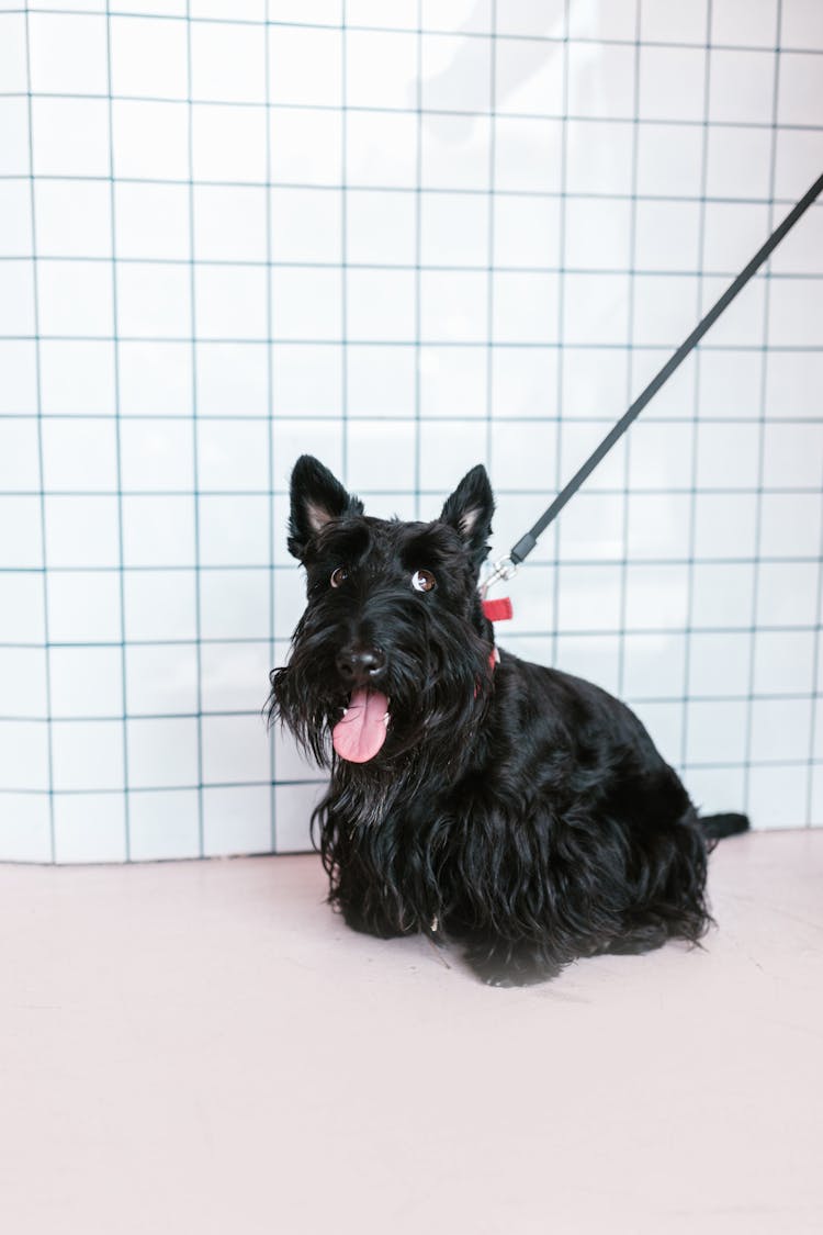 Black Long Coated Dog On Leash