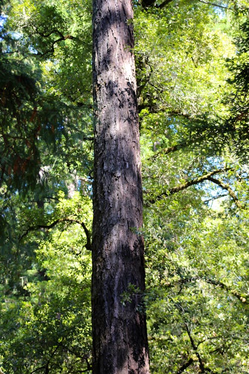 Fotos de stock gratuitas de árbol