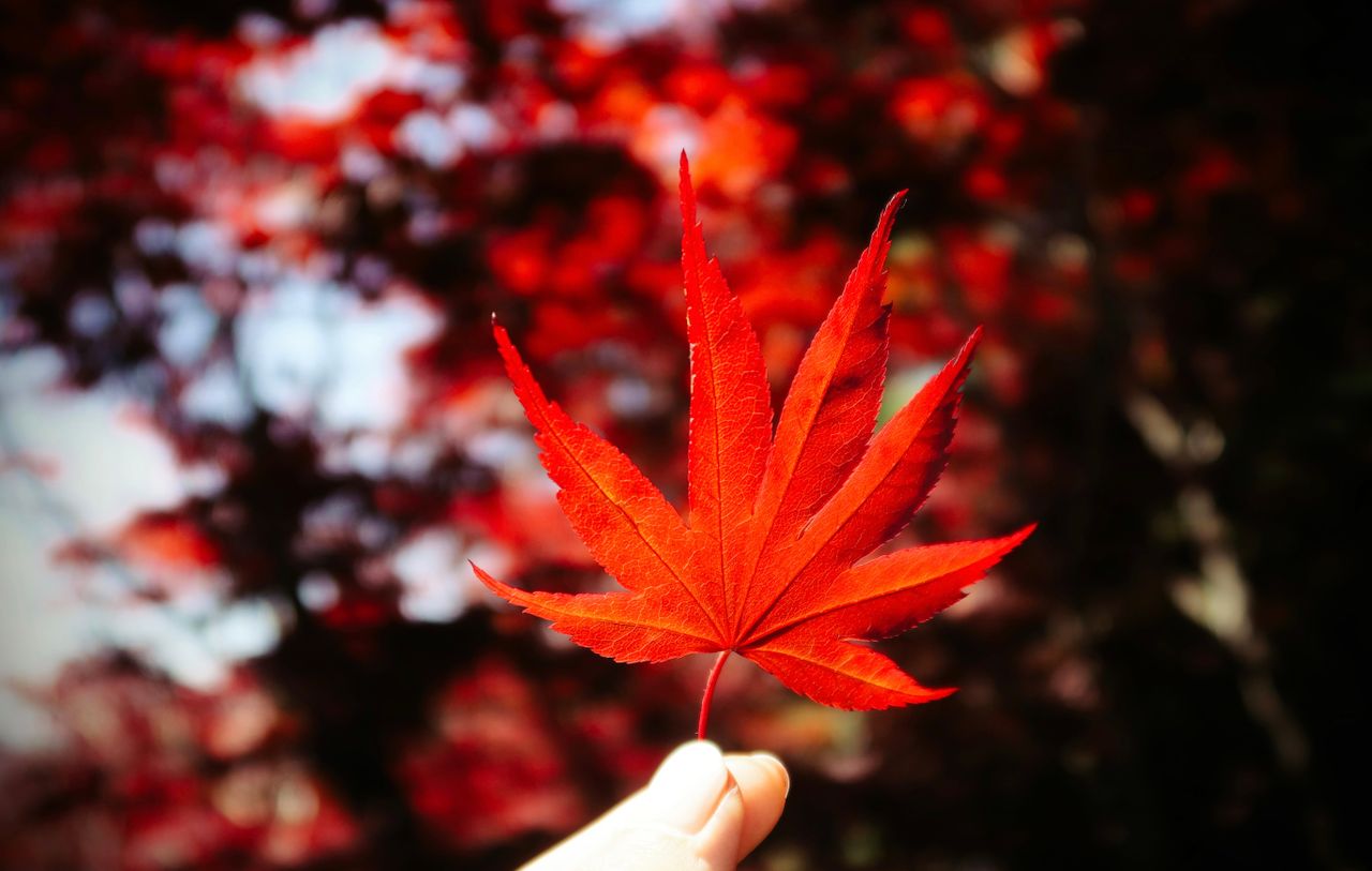 a striking close up of a red maple leaf with a blurred autumn backgrou