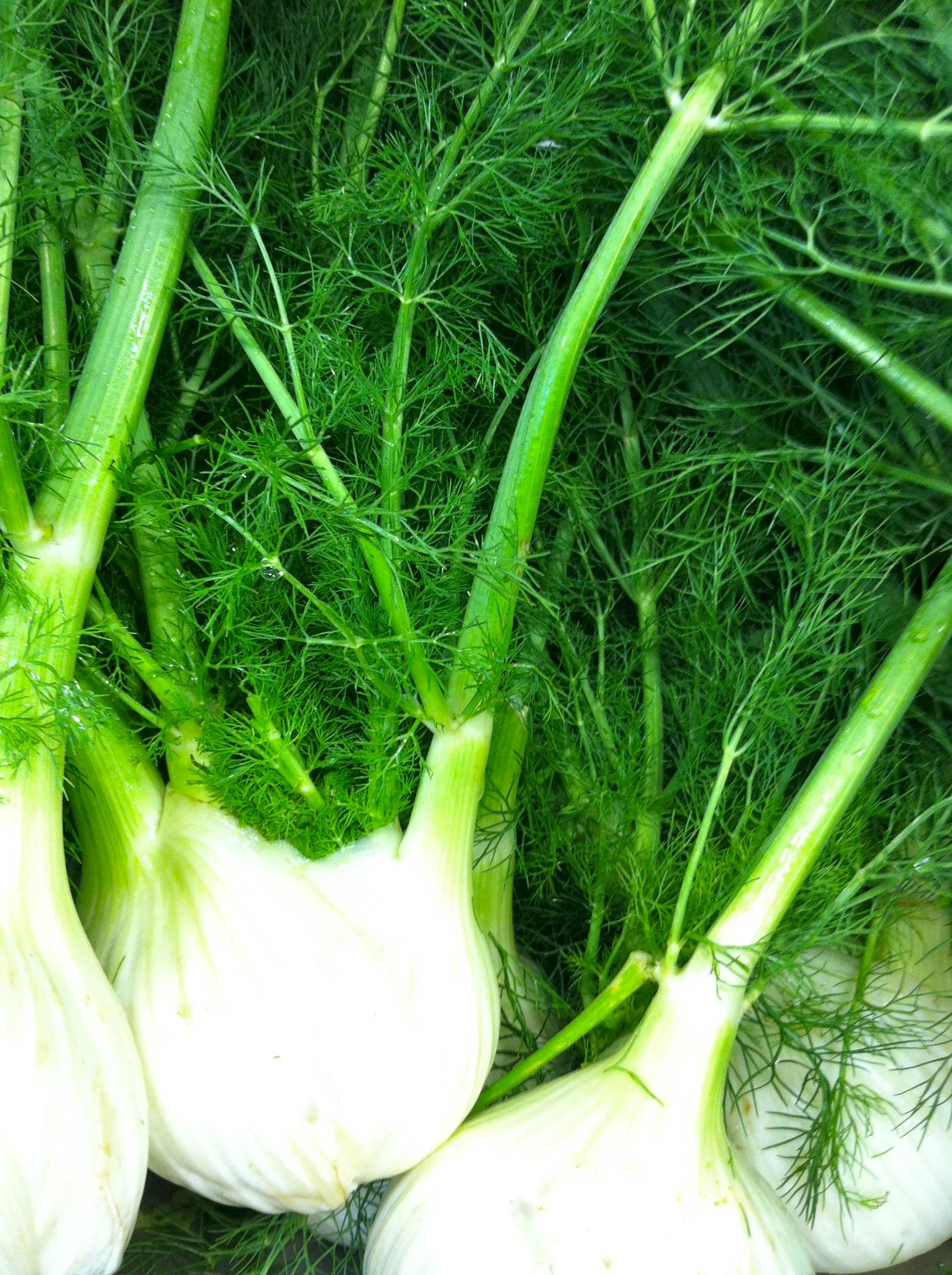 Free stock photo of fennel bulb