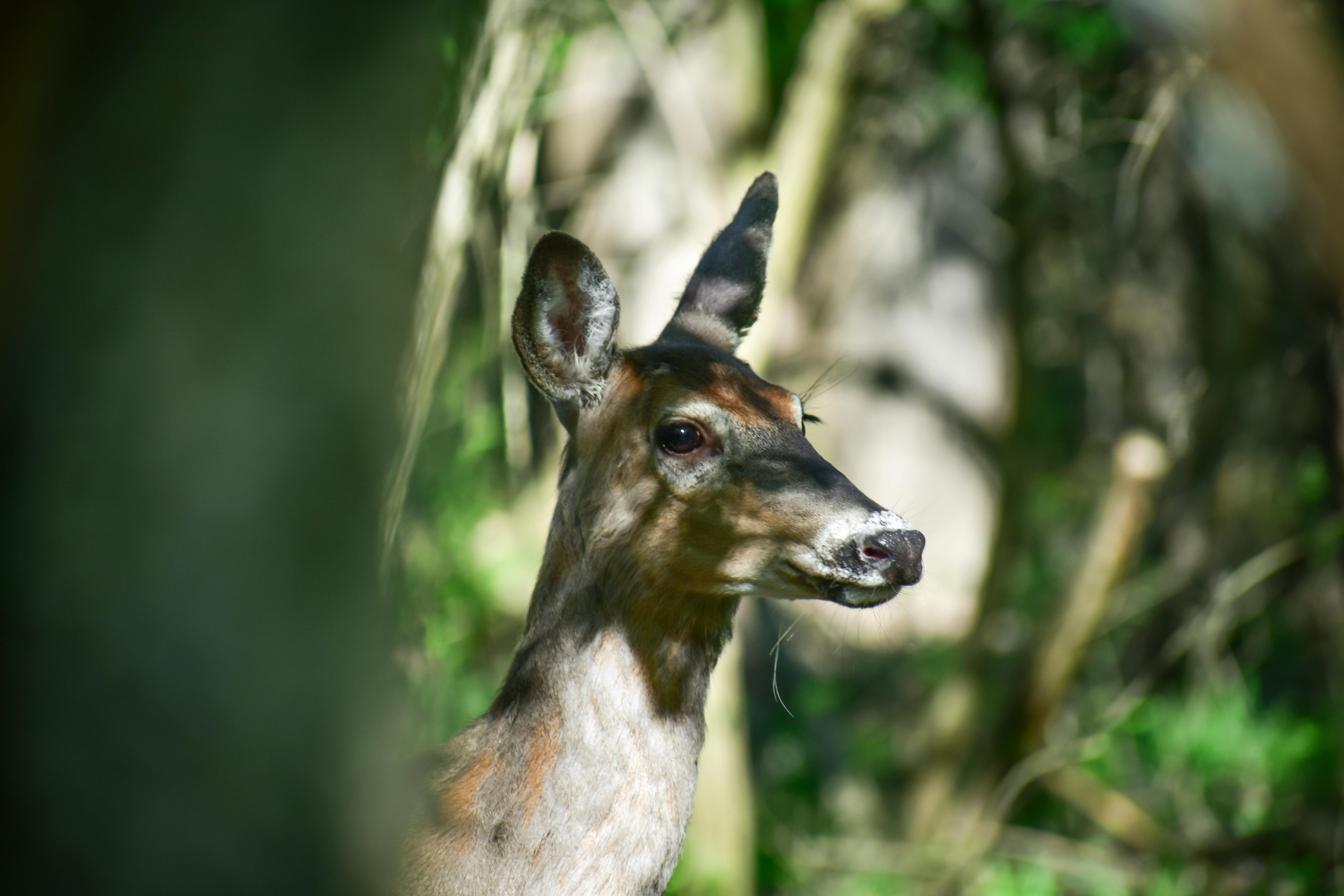 grátis Foto profissional grátis de adular, alerta, ambiente natural Foto profissional