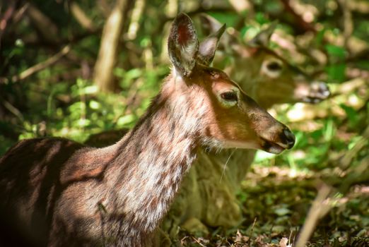 Close-up of deer in a sun-dappled forest, showcasing wildlife beauty.
