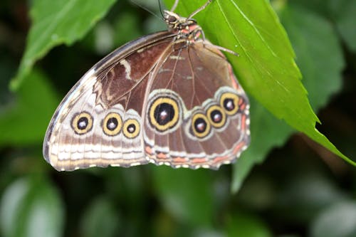 Fotos de stock gratuitas de mosca de la mantequilla