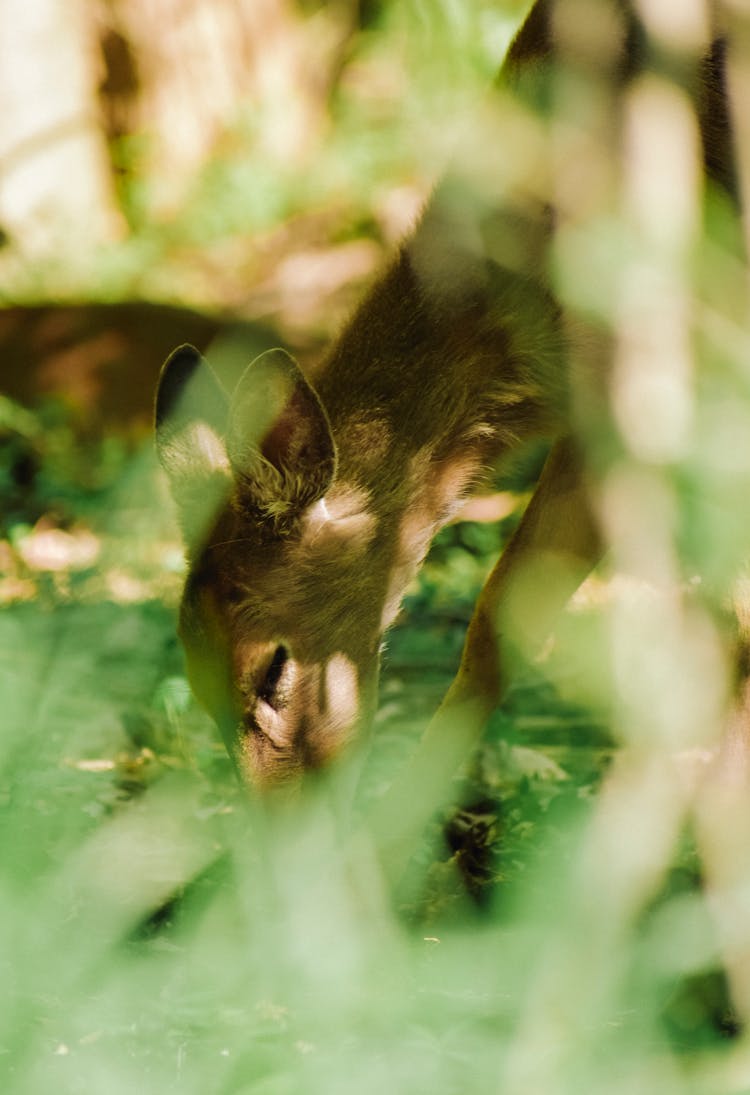 Brown Deer Eating Green Grass