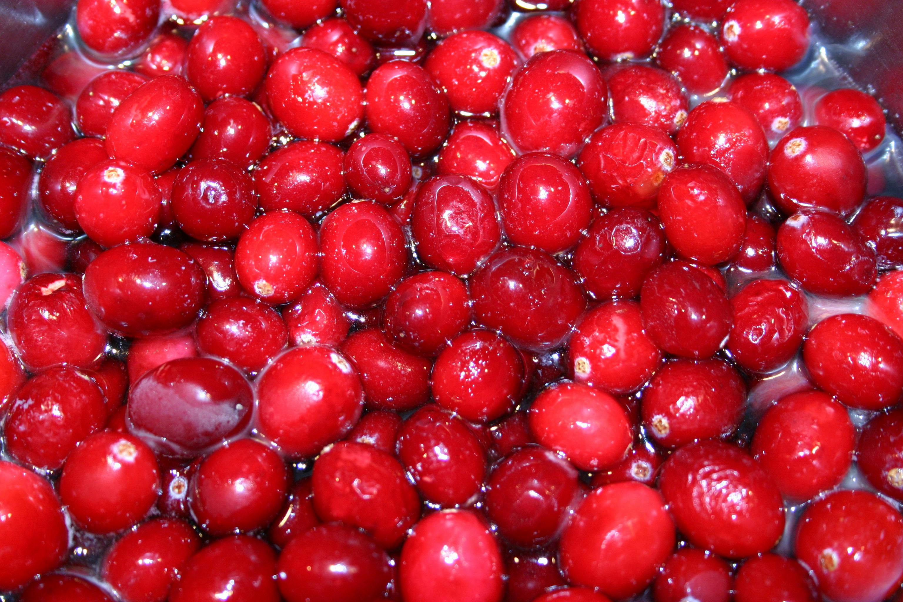 Free stock photo of cranberry