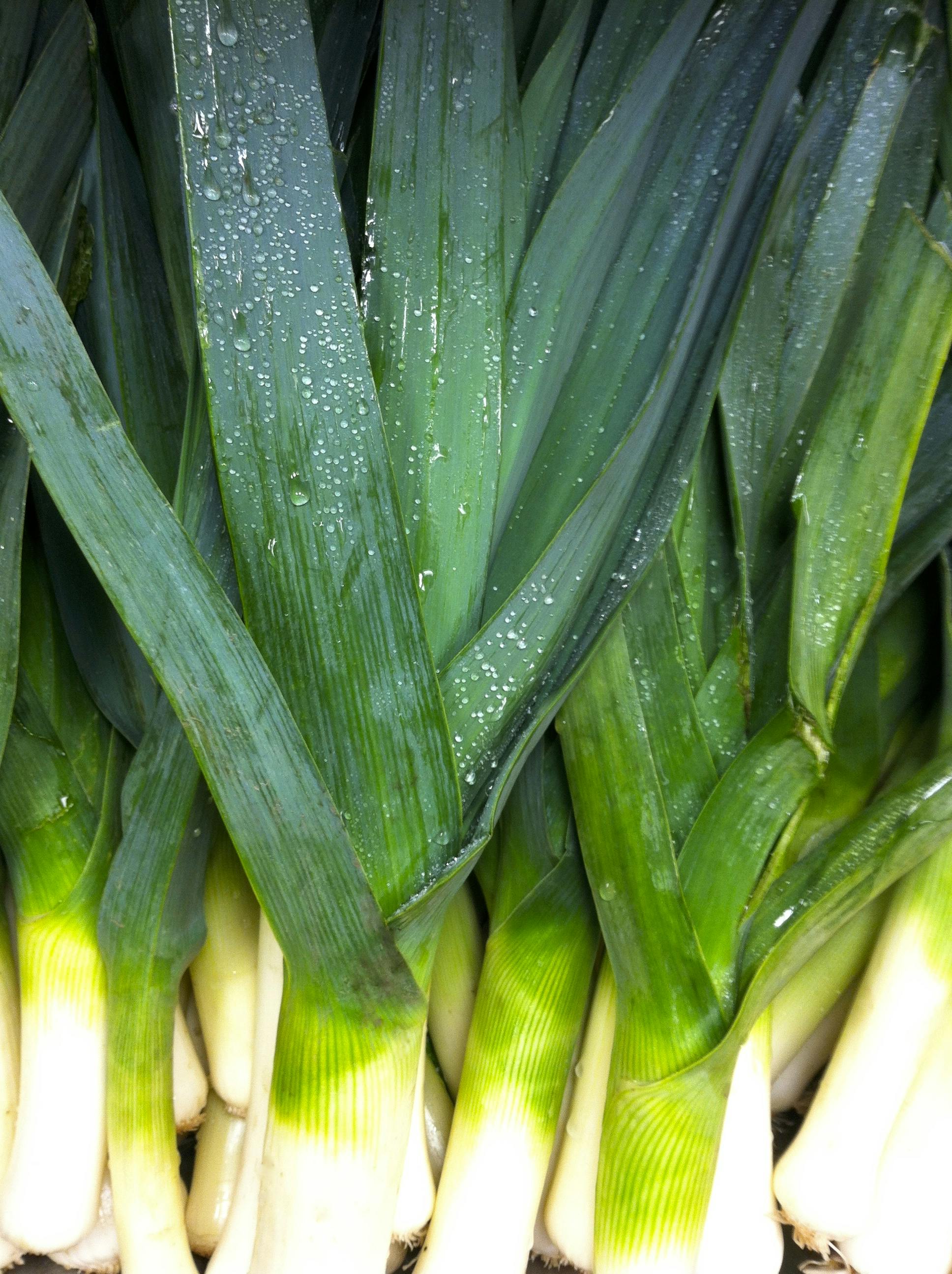 Kostenloses Foto zum Thema: lauch