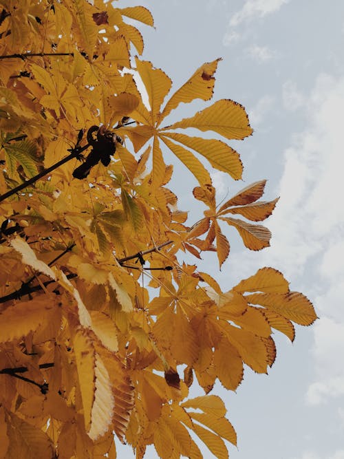 Gratis stockfoto met gele bladeren, herfst, jaargetij