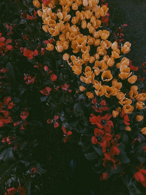 Free Beautiful Yellow and Red Flowers  Stock Photo