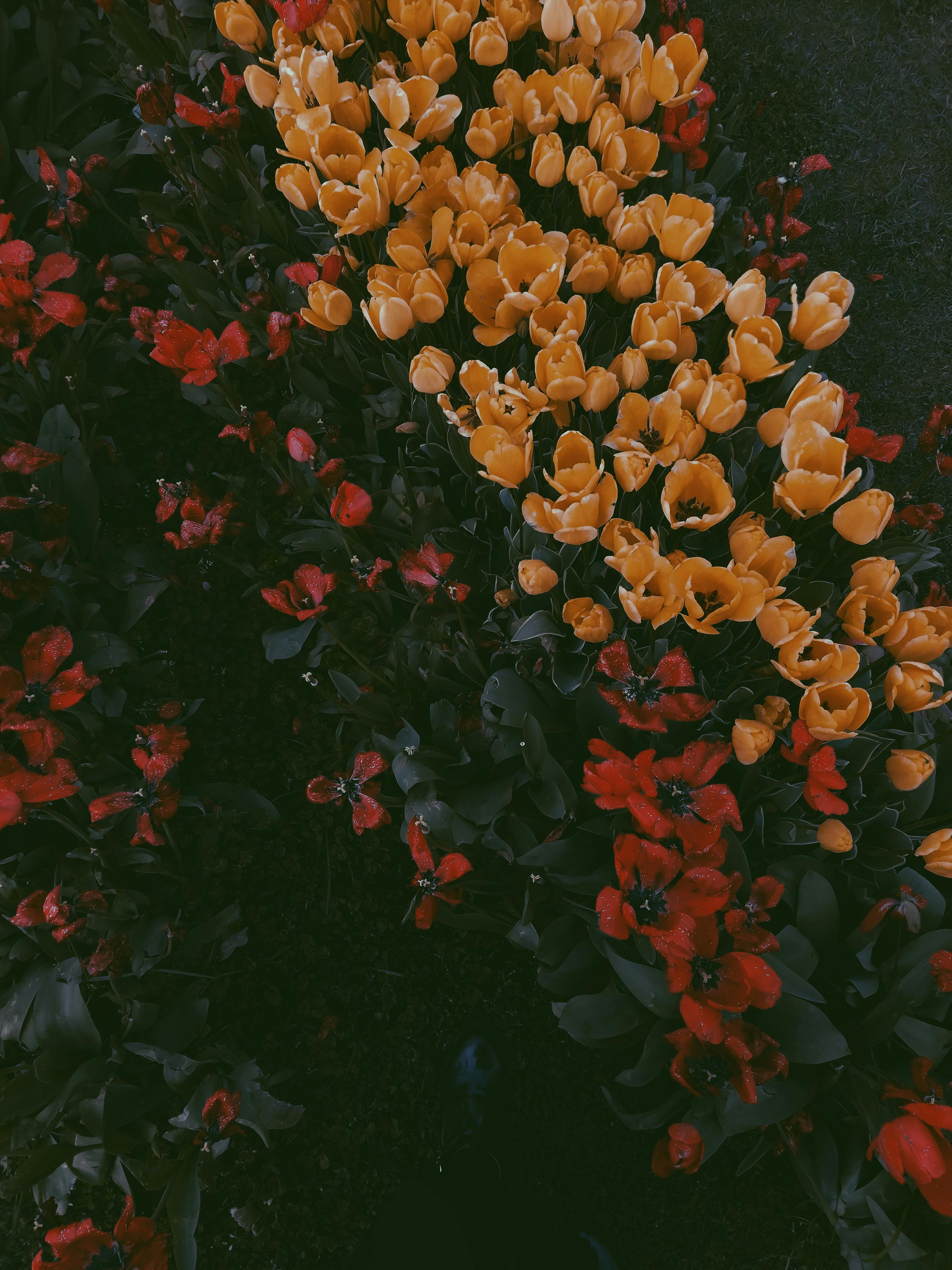 Top View Photo Of Yellow Flowers · Free Stock Photo