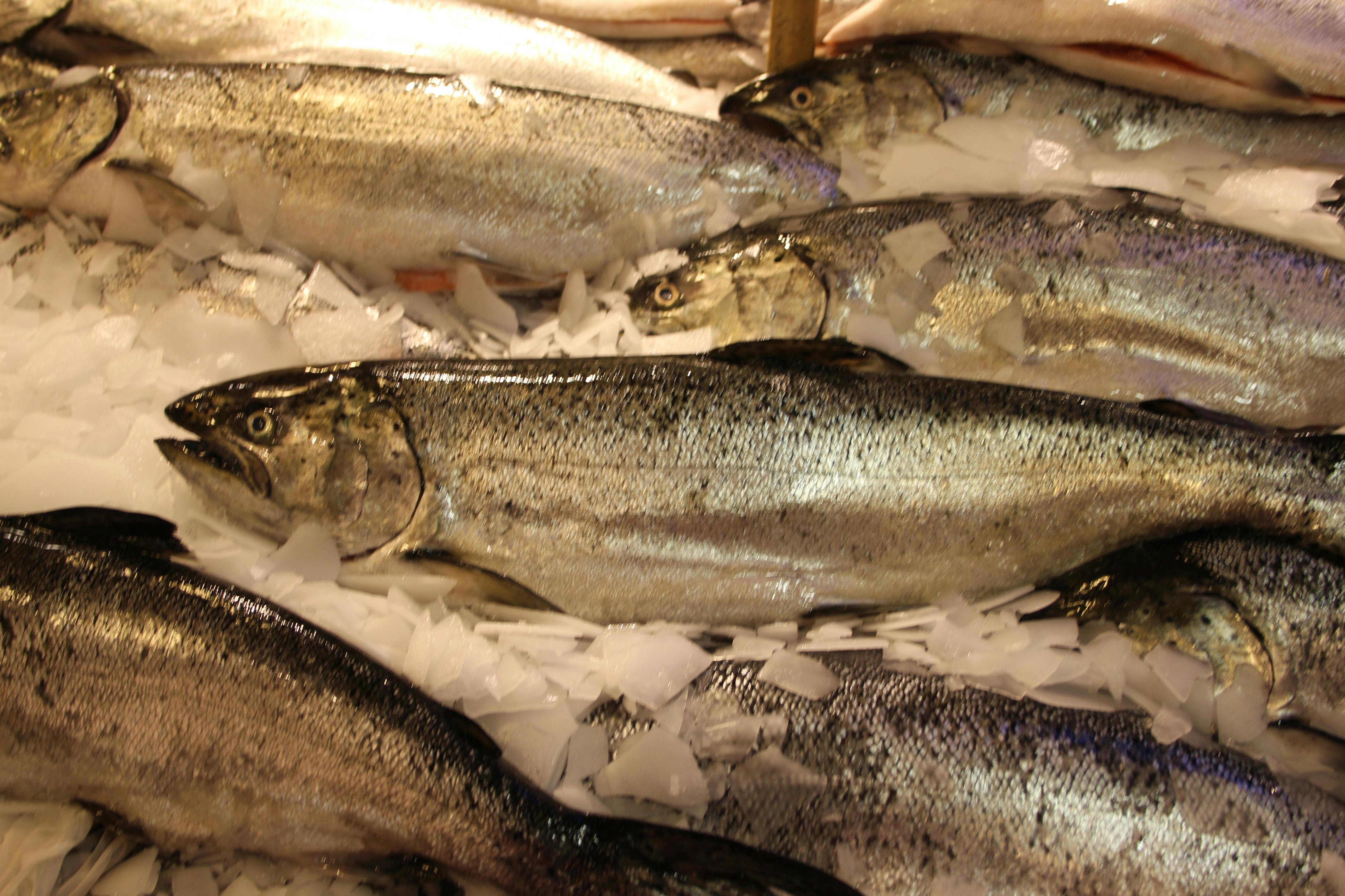Free stock photo of fresh fish