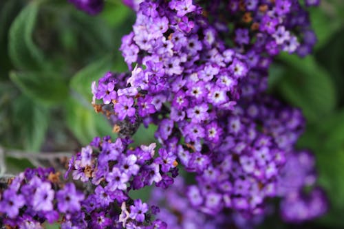 無料 紫の花びらの花 写真素材