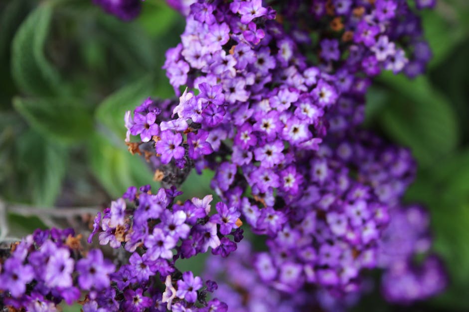 Purple Petaled Flowers · Free Stock Photo