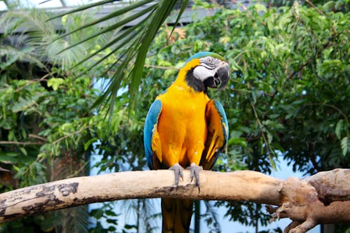 무료 노란색과 파란색 앵무새는 나무에 자리 잡고 스톡 사진