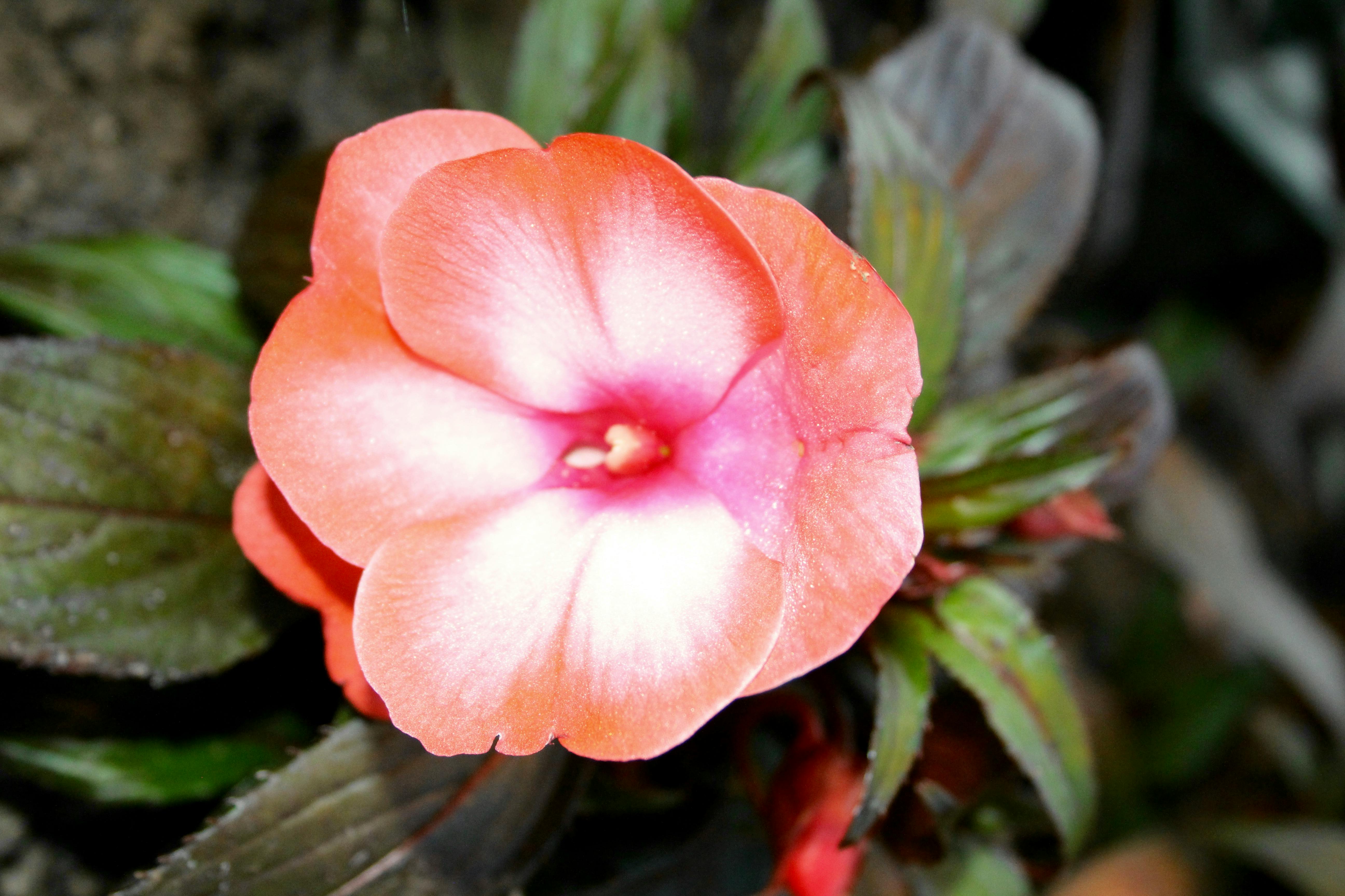 Free stock photo of peach flower