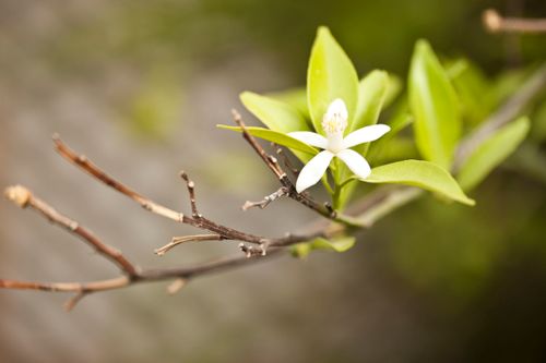 Free Close-up of a white flower blossom on a branch with fresh green leaves. Stock Photo
