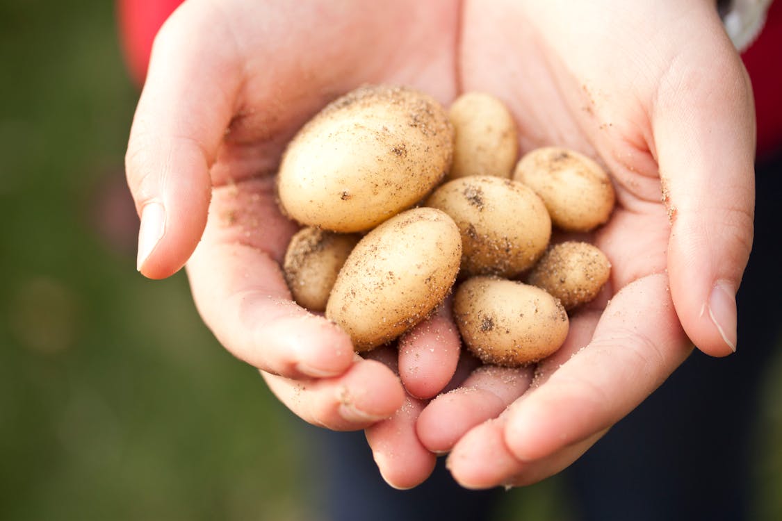 Are Potatoes Good for You? 15 Benefits of Eating Them