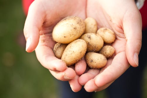 Tips For Growing Potatoes In Bags