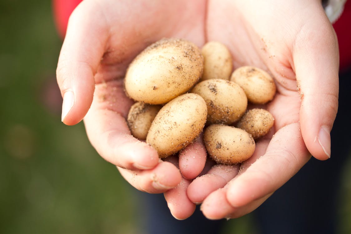 Person Holding Brown Stones