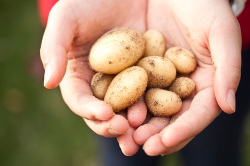 Free Close-up of freshly harvested baby potatoes held in hands. Ideal for farming and food themes. Stock Photo