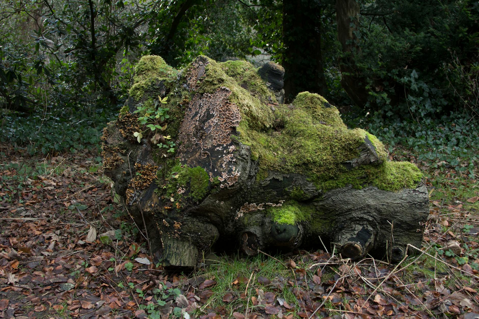 Dead Tree Can Harm People