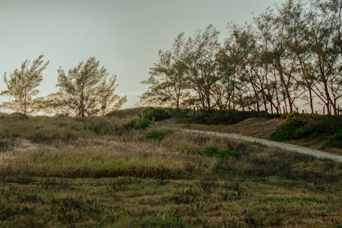 Photo of a Field Near Trees