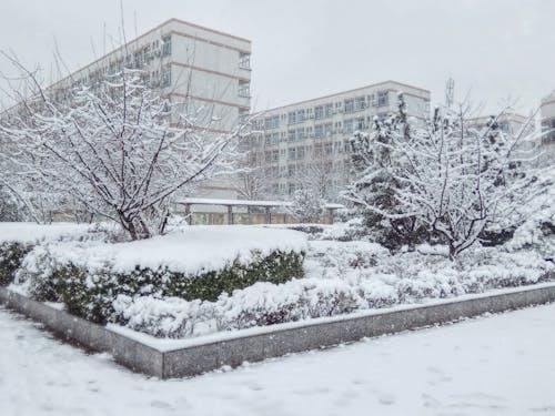 Бесплатное стоковое фото с снежное дерево