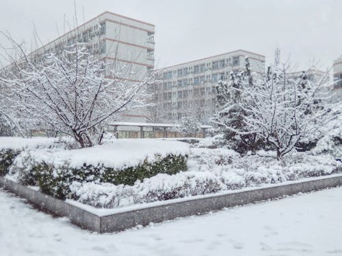 Free Δωρεάν στοκ φωτογραφιών με χιονισμένο δέντρο Stock Photo