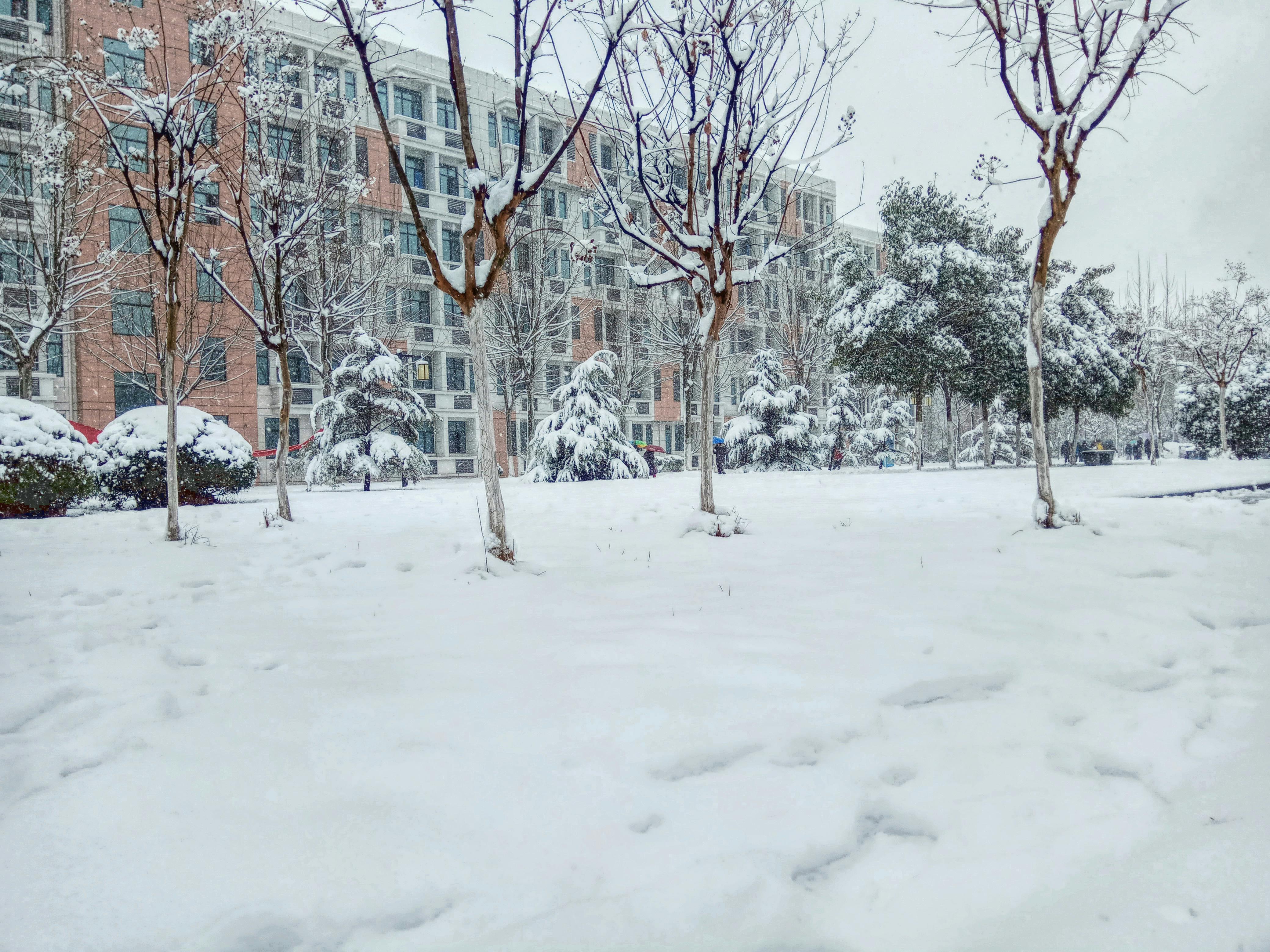 A serene snowy landscape in a city park with trees and residential buildings during wintertime.