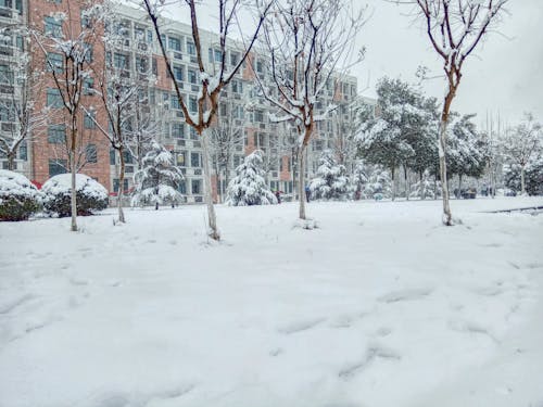 бесплатная Голое дерево, покрытое снегом Стоковое фото