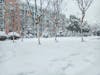 Free Голое дерево, покрытое снегом Stock Photo