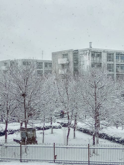 建筑物附近的雪覆盖的裸树
