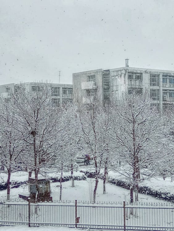 Pokryte śniegiem Nagie Drzewo W Pobliżu Budynków