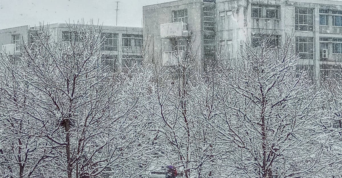 Snow Covered Bare Tree Near Buildings