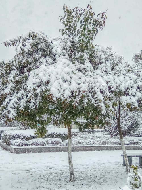 雪树 的 免费素材图片