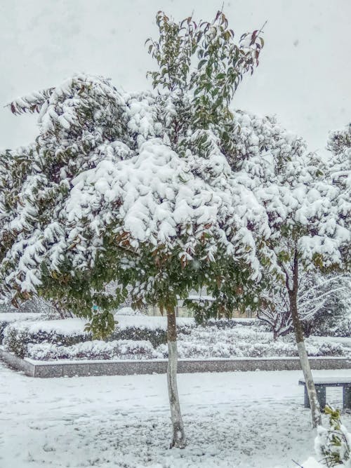 Free stock photo of snow tree Stock Photo
