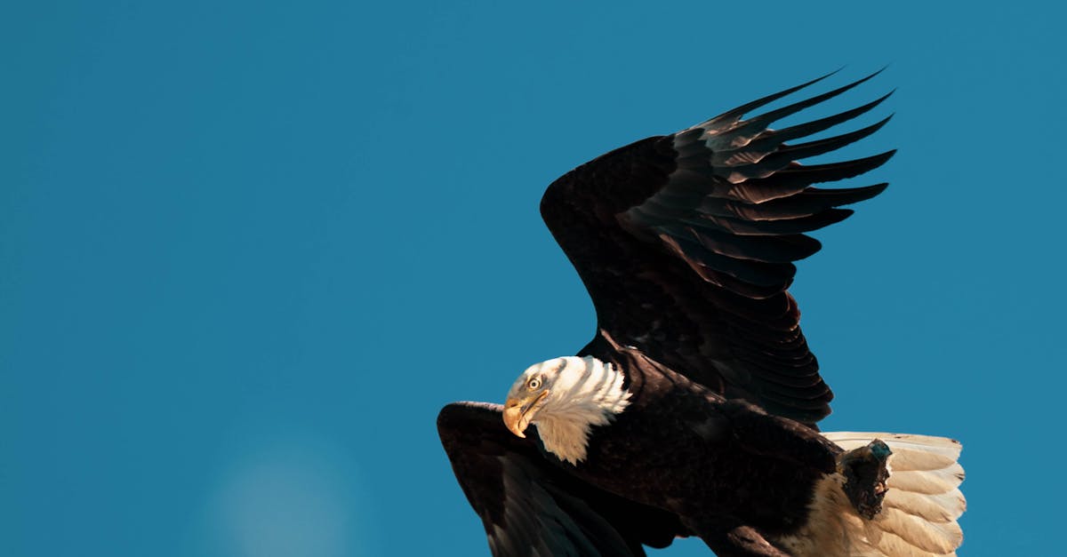 How to draw bald eagle flying