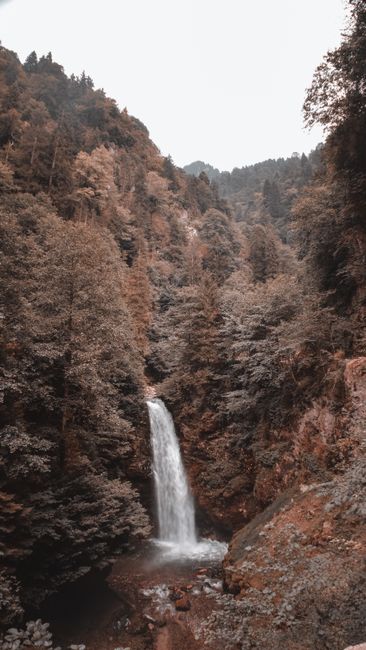 Rapid cascade falling from rocky cliff into river flowing among tall trees in woods against cloudless sky in wild nature