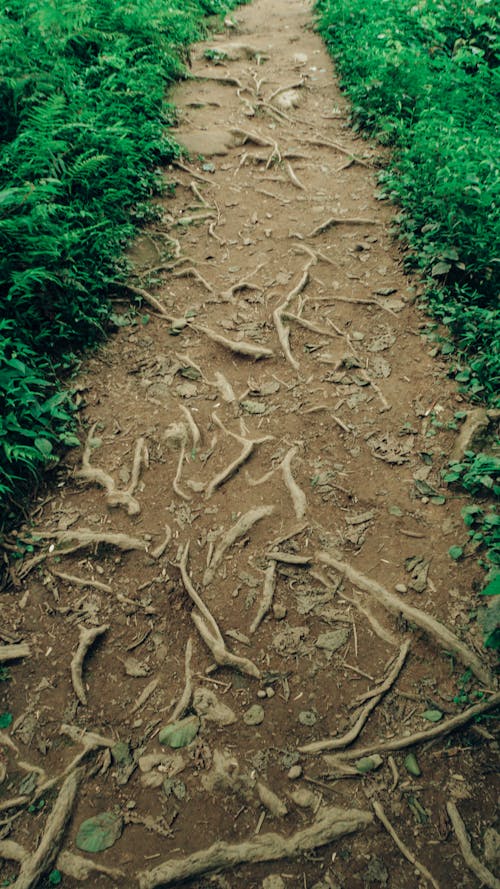 Straight footpath with roots of plant and withered leaves between lush green shrubs growing in rural area on summer day