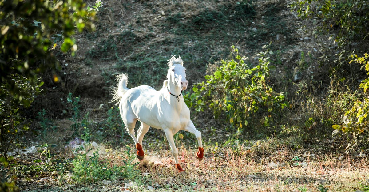 How fast do horses run