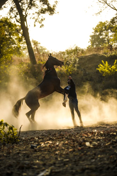 Full body of young male equestrian training graceful purebred horse standing on hind legs on rough road amidst lush green trees on sunny day in countryside