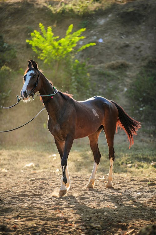 Graceful bay horse with white muzzle and legs walking in sandy terrain on sunny day in countryside