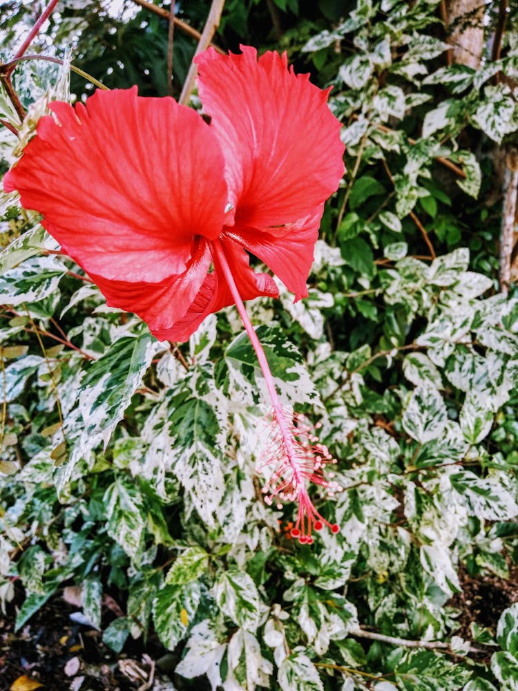 Red Hibiscus