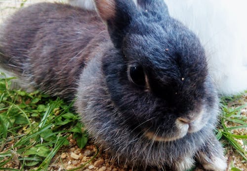 荷蘭矮人兔子 的 免費圖庫相片