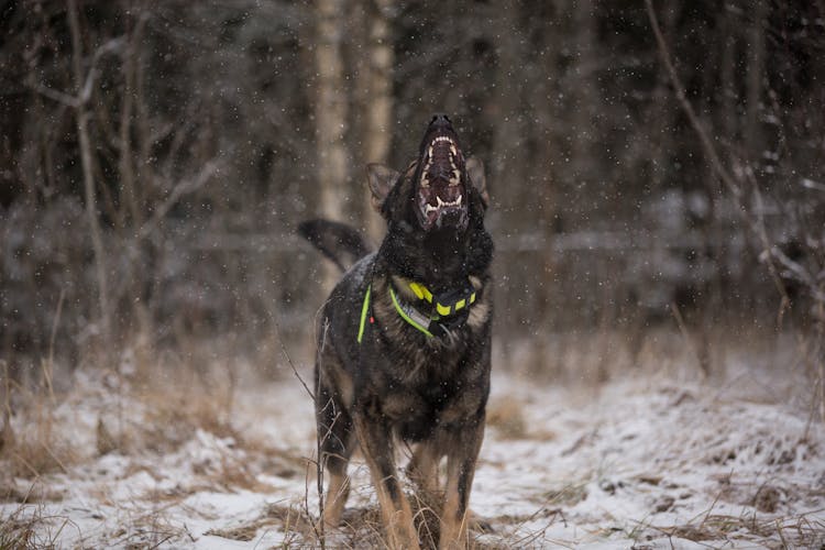 Photograph Of A Dog Barking