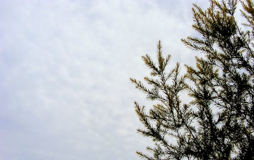 Меховое дерево под кучевыми облаками