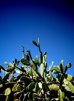郁郁葱葱的绿色仙人掌伸向灿烂的蓝天，尽显自然之美