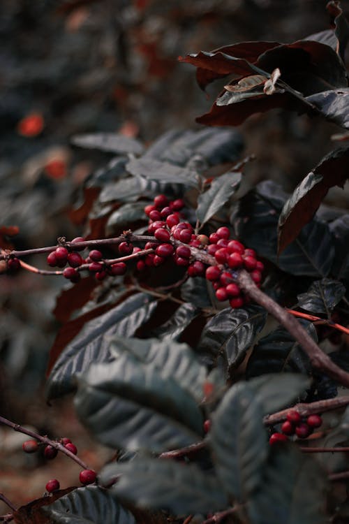 Coffee Berries on Tree
