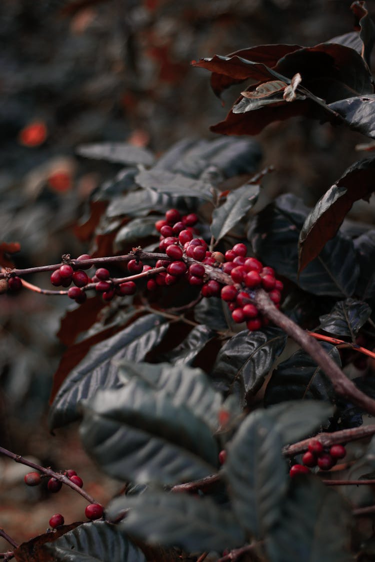 Coffee Berries On Tree